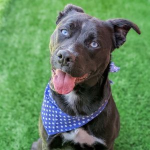 Hello friends my name is Marcia Im a spayed 11-month-old Pitbull Husky mix that currently weig