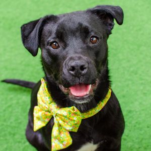 Hey there my name is Jan Im a spayed 11-month-old Pit BillHusky mix that currently weighs 36lb