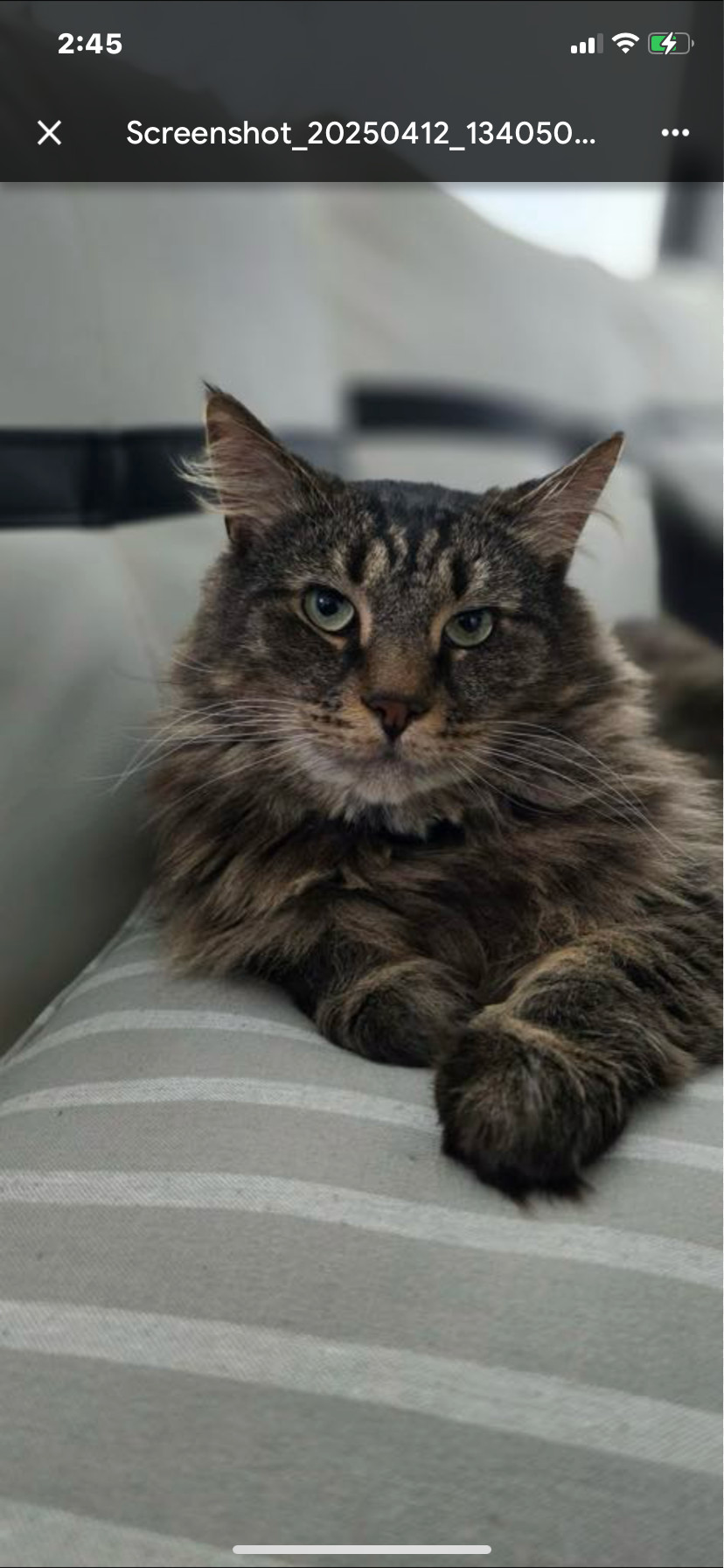 Leo
