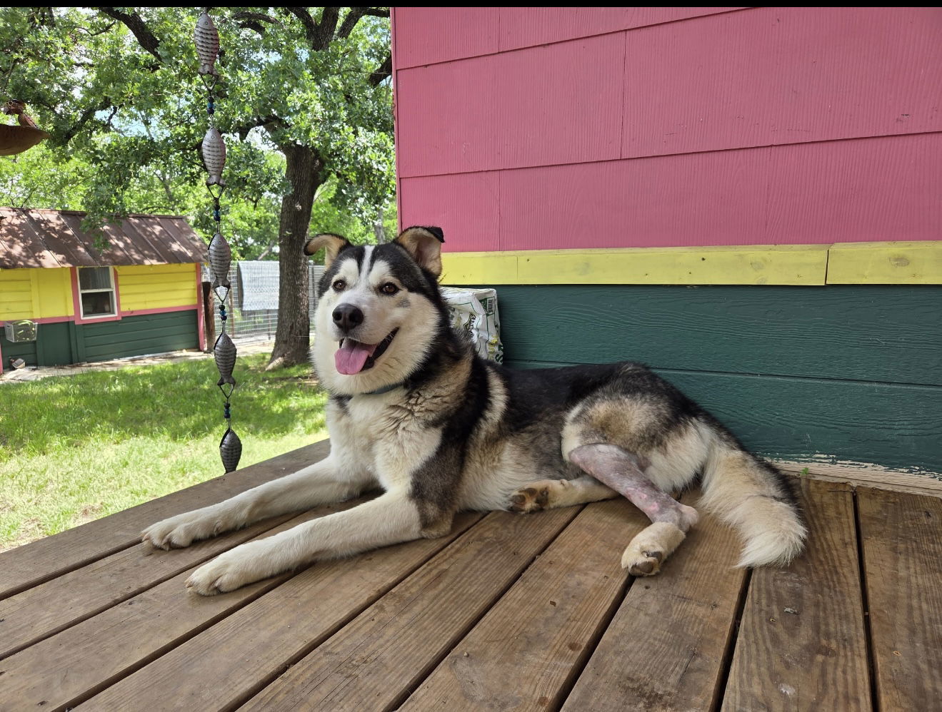 Oso