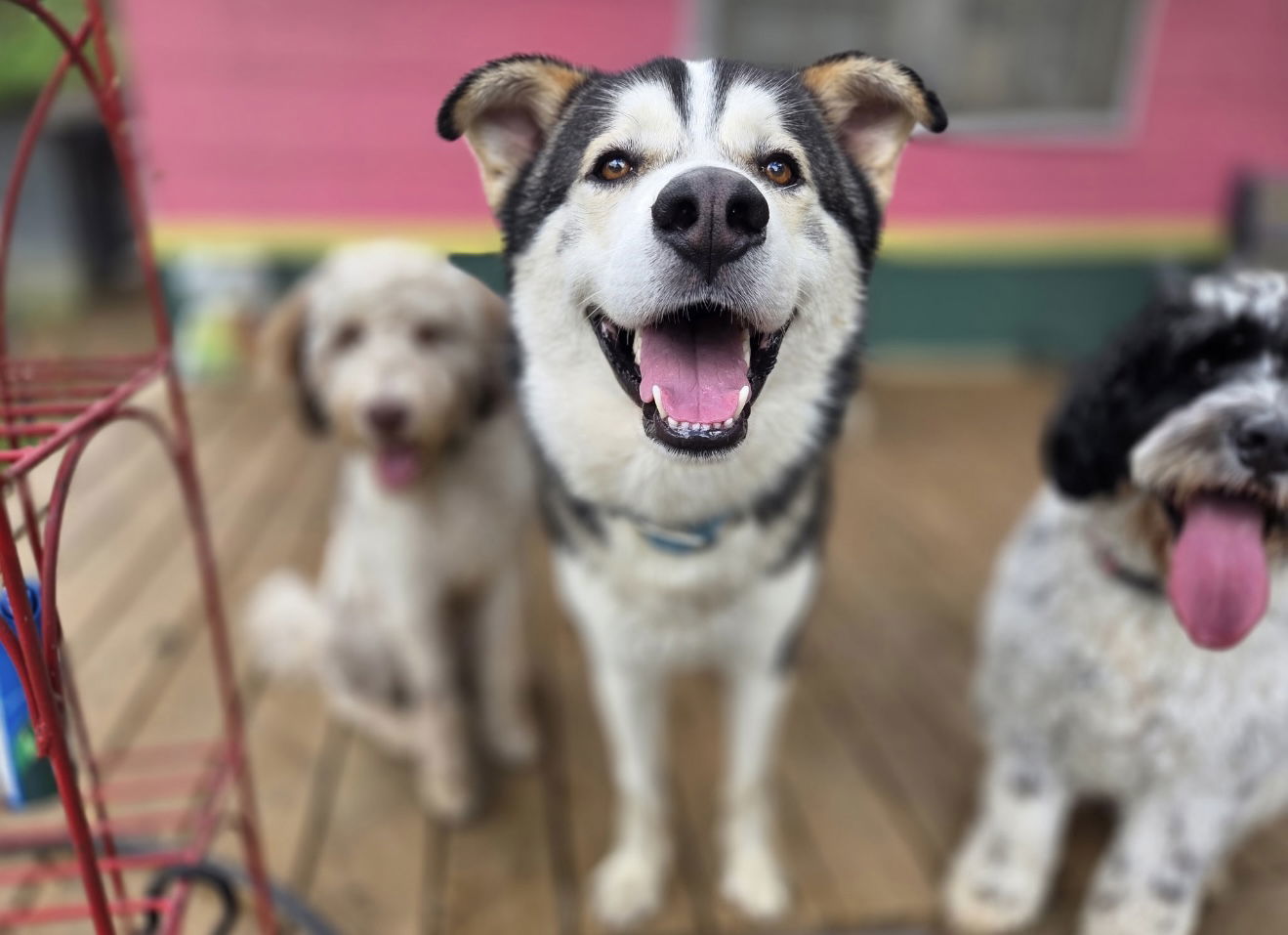 Oso
