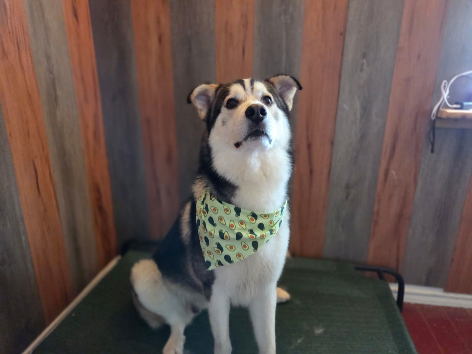Oso