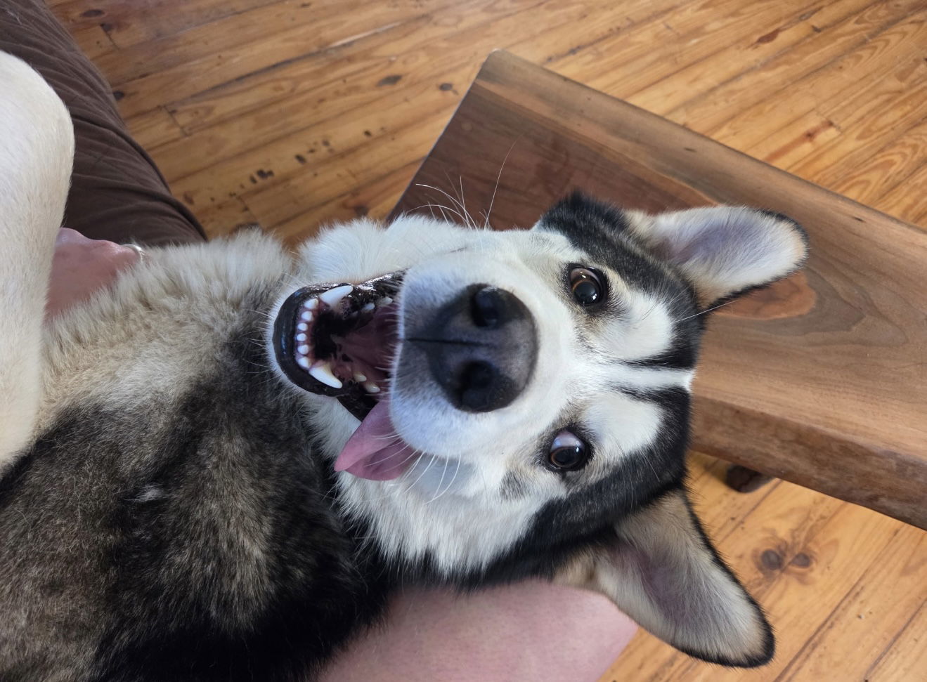 Oso