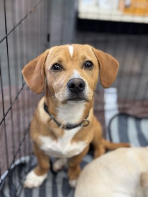 Meet James Maguire James Maguire is part of the Derry Girls 2 litter Hes a playful puppy with to