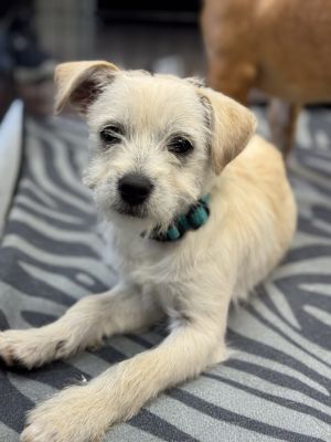 Meet Orla McCool Orla McCool is part of the Derry Girls 1 litter Shes a playful puppy with tons 