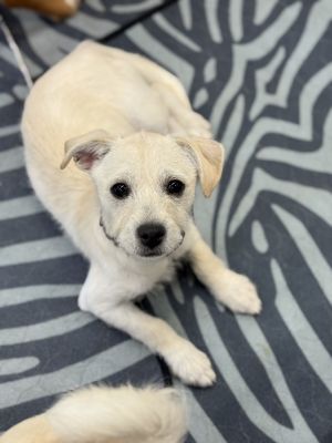 Meet Erin Quinn Erin Quinn is part of the Derry Girls 1 litter Shes a playful puppy with tons of