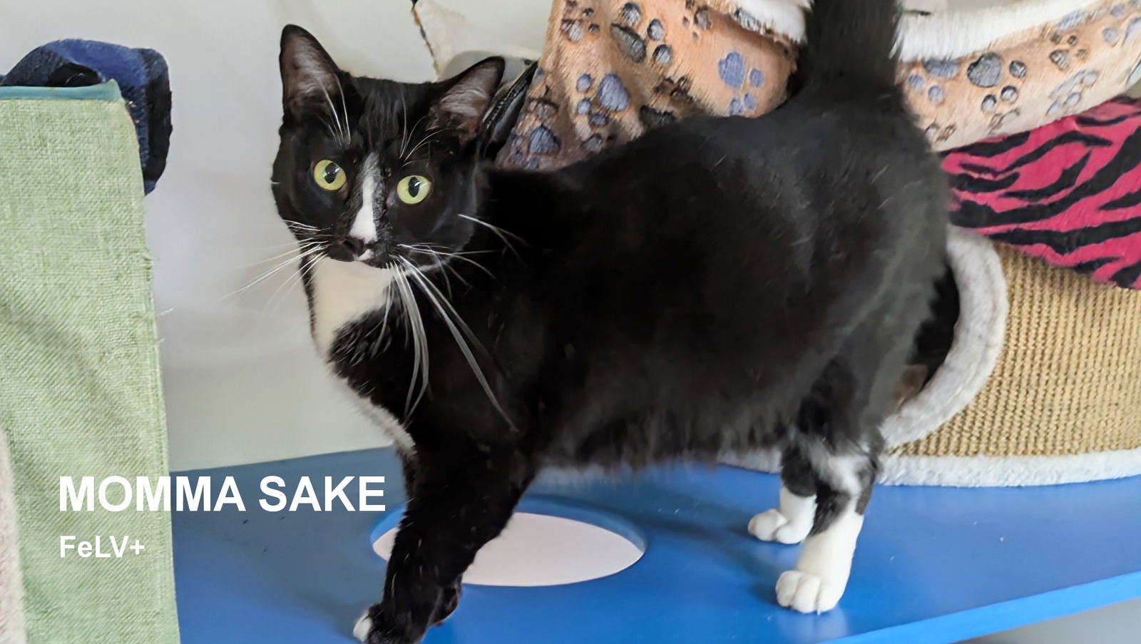 Momma Sake, an adoptable Domestic Short Hair in Santa Rosa, CA, 95404 | Photo Image 1