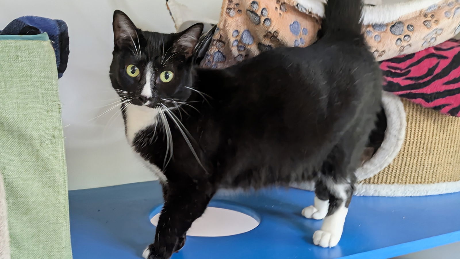 Momma Sake, an adoptable Domestic Short Hair in Santa Rosa, CA, 95404 | Photo Image 2