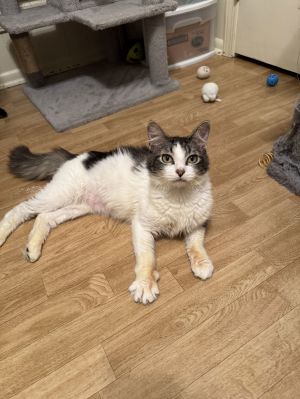Wobbles, Young Male Domestic Medium Hair