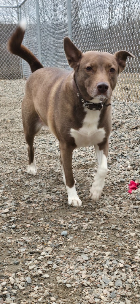 Nala, an adoptable Mixed Breed in Virginia, MN, 55792 | Photo Image 1