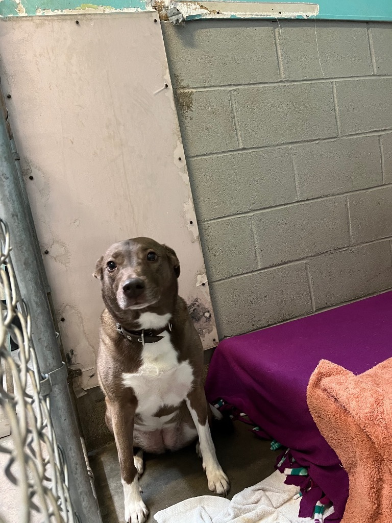 Nala, an adoptable Mixed Breed in Virginia, MN, 55792 | Photo Image 2