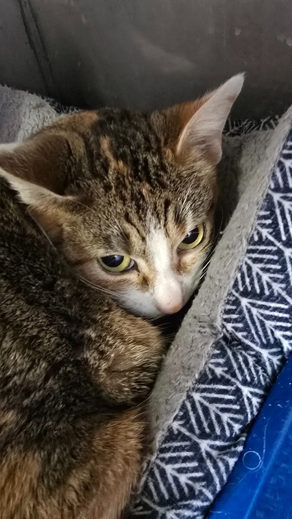 Holly, an adoptable Domestic Short Hair in Virginia, MN, 55792 | Photo Image 1