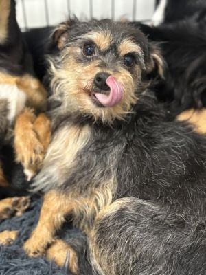 FAJITA 2480 Terrier Dog
