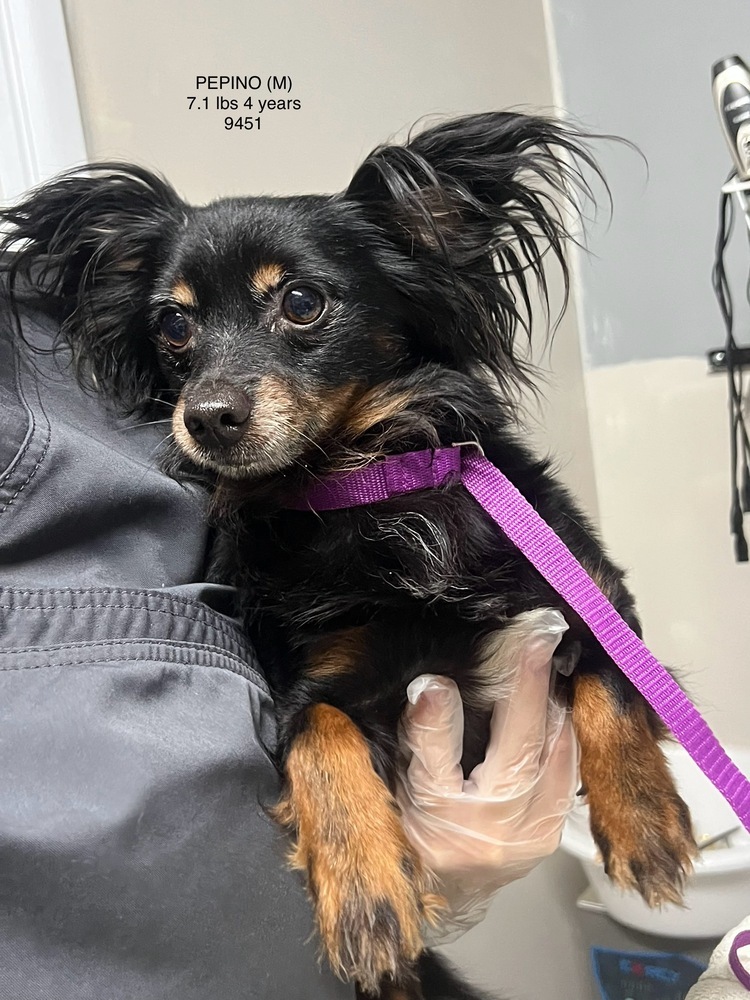 PEPINO 9451, an adoptable Papillon, Chihuahua in Studio City, CA, 91604 | Photo Image 1
