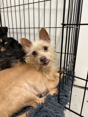 FRESA 9447 Terrier Dog
