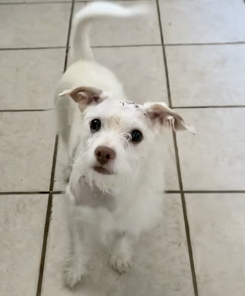 Mischievous Milo
