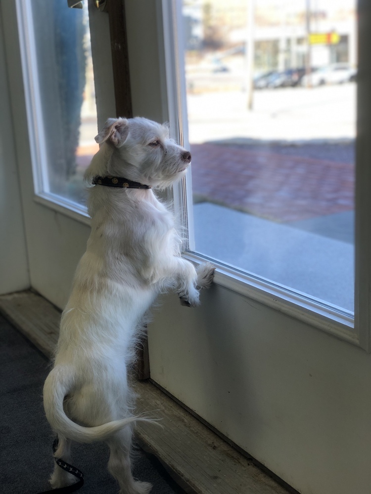 Mischievous Milo