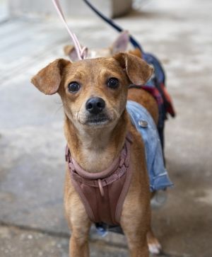 Meet Canela The Sweet  Spunky Snugglebug Canela affectionately known as Nela or Nelly is a 5