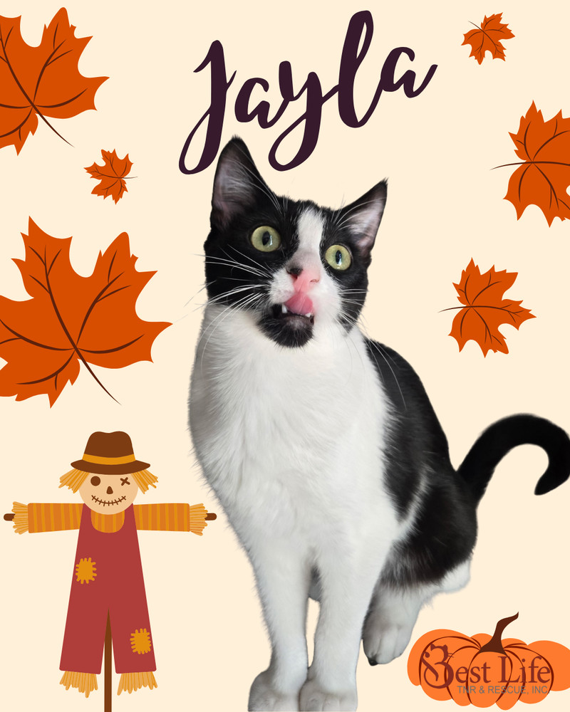 Jayla, an adoptable Domestic Short Hair in Salinas, CA, 93905 | Photo Image 1