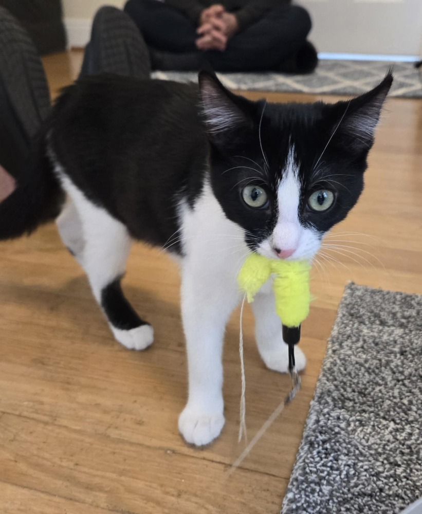 Jayla, an adoptable Domestic Short Hair in Salinas, CA, 93905 | Photo Image 2