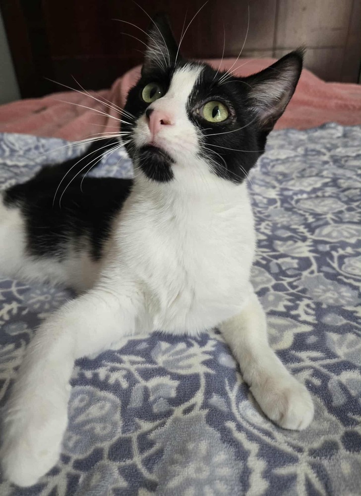 Jayla, an adoptable Domestic Short Hair in Salinas, CA, 93905 | Photo Image 2