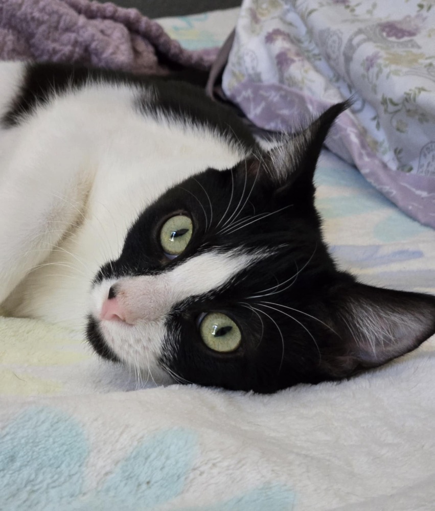 Jayla, an adoptable Domestic Short Hair in Salinas, CA, 93905 | Photo Image 3