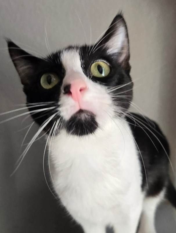 Jayla, an adoptable Domestic Short Hair in Salinas, CA, 93905 | Photo Image 3