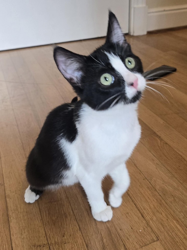 Jayla, an adoptable Domestic Short Hair in Salinas, CA, 93905 | Photo Image 4