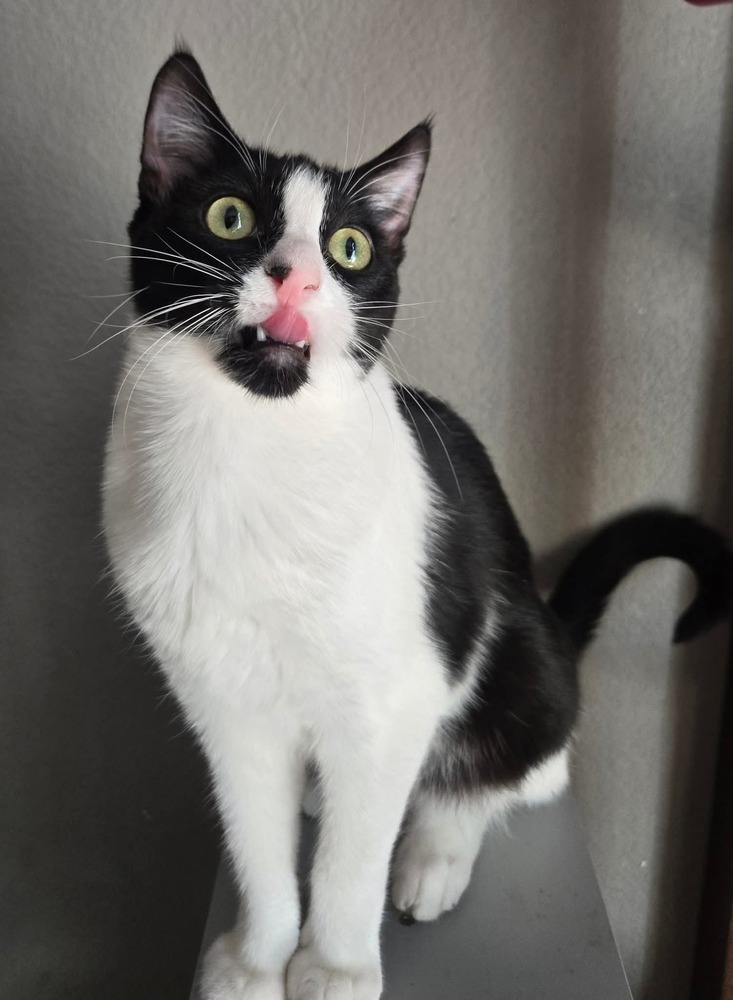 Jayla, an adoptable Domestic Short Hair in Salinas, CA, 93905 | Photo Image 4