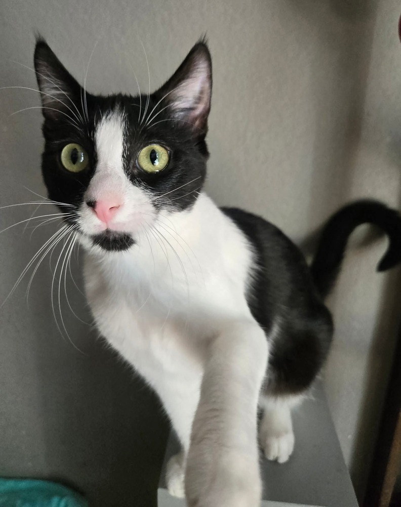 Jayla, an adoptable Domestic Short Hair in Salinas, CA, 93905 | Photo Image 5