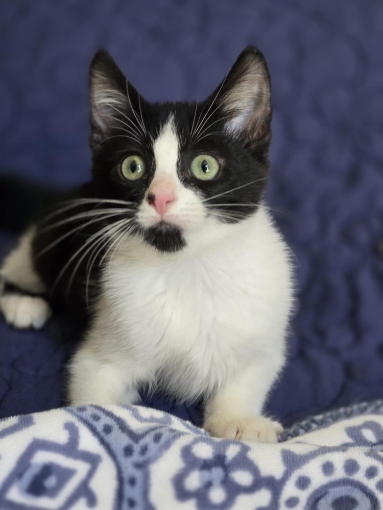 Jayla, an adoptable Domestic Short Hair in Salinas, CA, 93905 | Photo Image 6