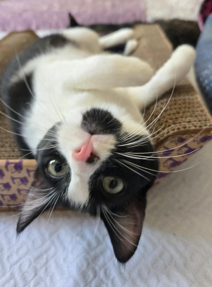 Jayla, an adoptable Domestic Short Hair in Salinas, CA, 93905 | Photo Image 6