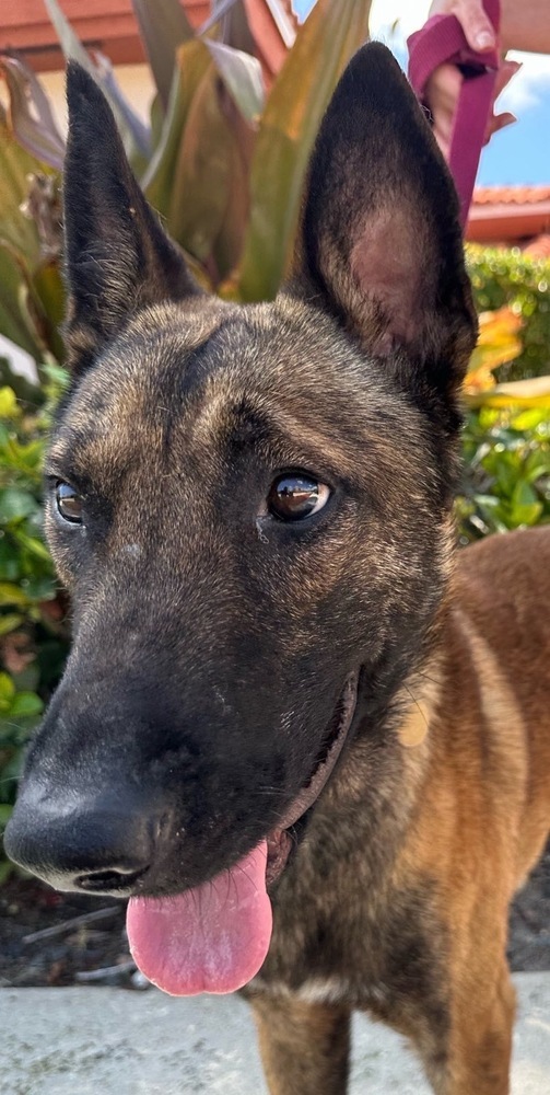 Baxter - Located in Florida