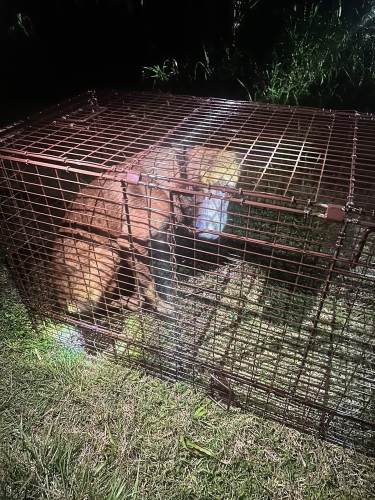 Baxter - Located in Florida