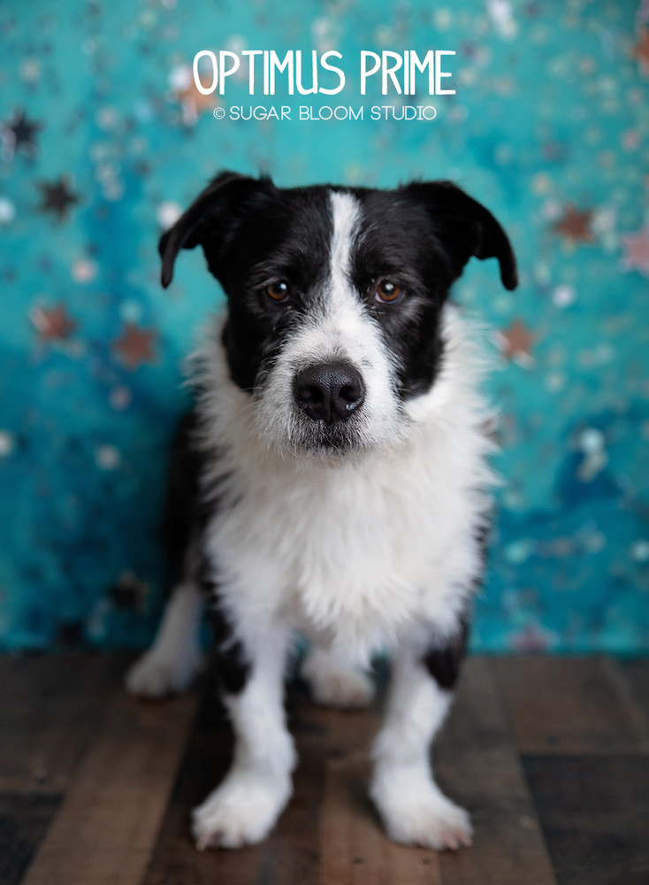 Optimus Prime, an adoptable Border Collie, Schnauzer in Littleton, CO, 80126 | Photo Image 1