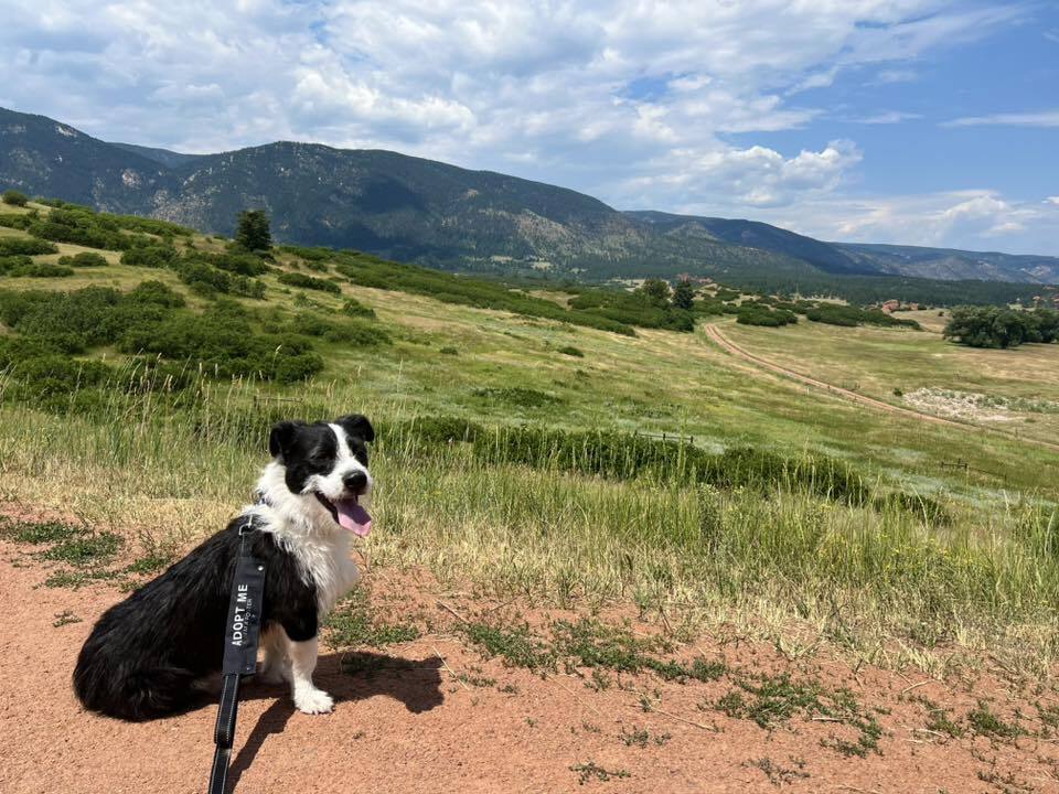 Optimus Prime, an adoptable Border Collie, Schnauzer in Littleton, CO, 80126 | Photo Image 2