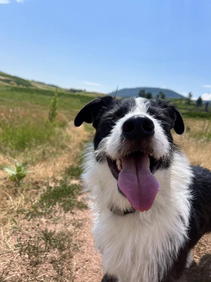 Optimus Prime, an adoptable Border Collie, Schnauzer in Littleton, CO, 80126 | Photo Image 3