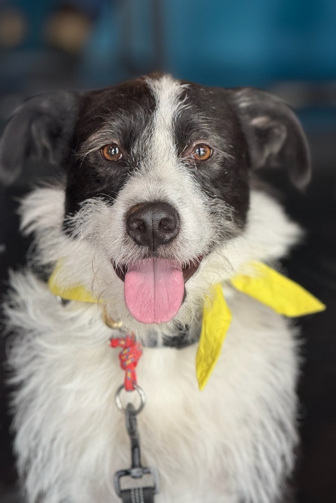 Optimus Prime, an adoptable Border Collie, Schnauzer in Littleton, CO, 80126 | Photo Image 4