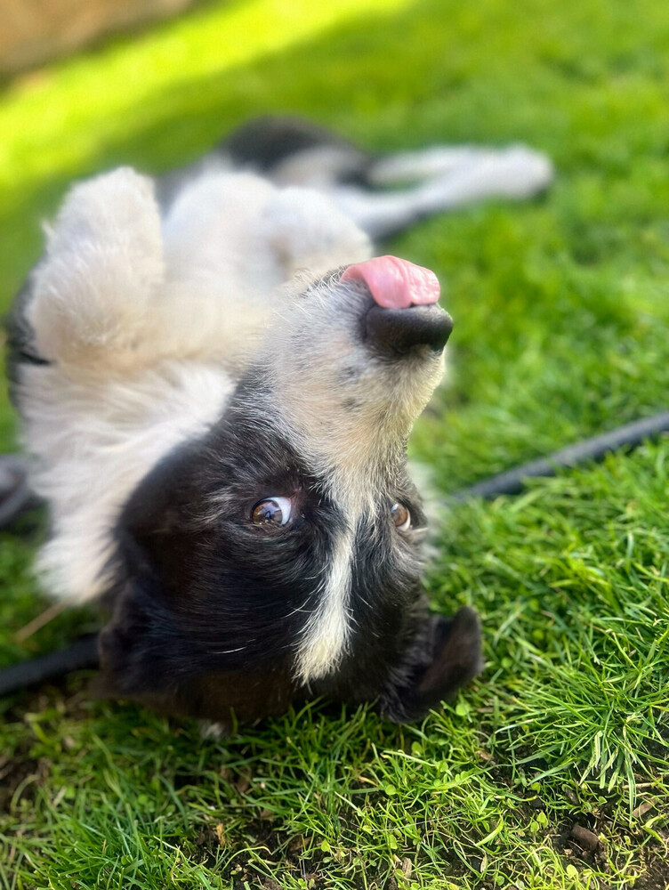 Optimus Prime, an adoptable Border Collie, Schnauzer in Littleton, CO, 80126 | Photo Image 5