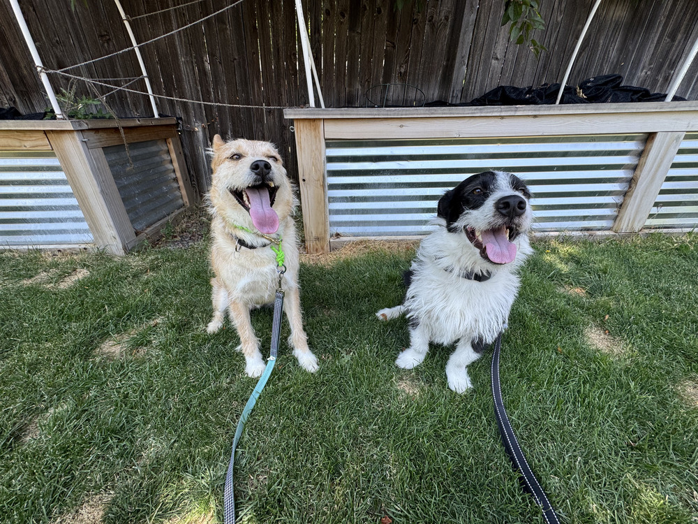 Optimus Prime, an adoptable Border Collie, Schnauzer in Littleton, CO, 80126 | Photo Image 6