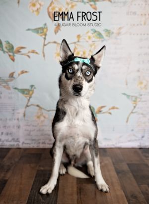 Emma Frost, Adult Female Siberian Husky