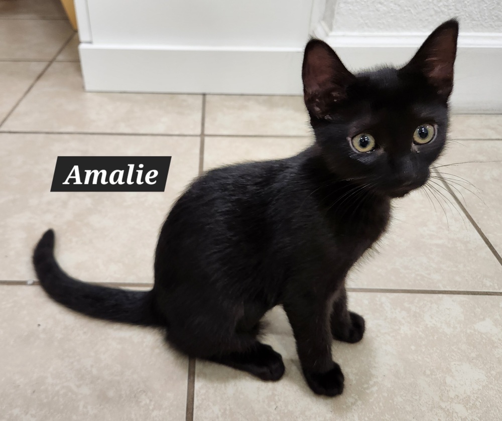 Amalie (bonded with Lily James)