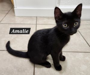 Amalie (bonded with Lily James), Baby Female unknown