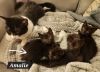 Amalie (bonded with Lily James) photo 4