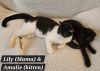 Amalie (bonded with Lily James) photo 5