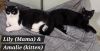 Amalie (bonded with Lily James) photo 6