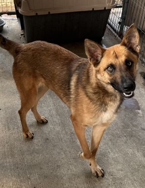 Gemma