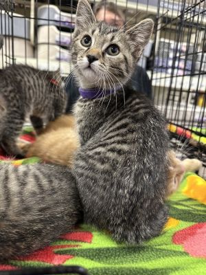 Tabbys : Bruno, Baby Male Tabby