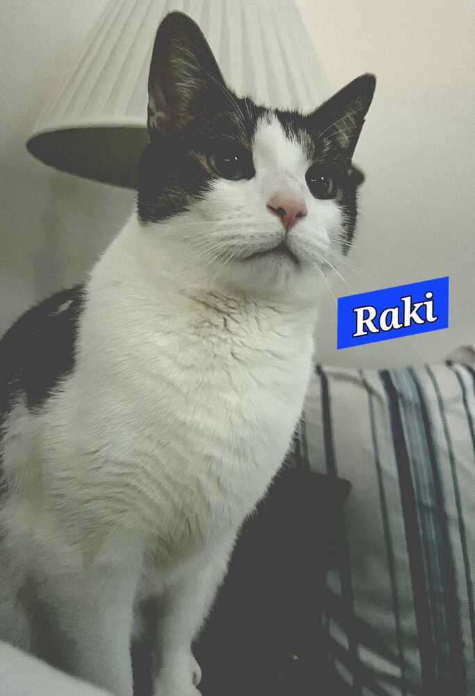Raki