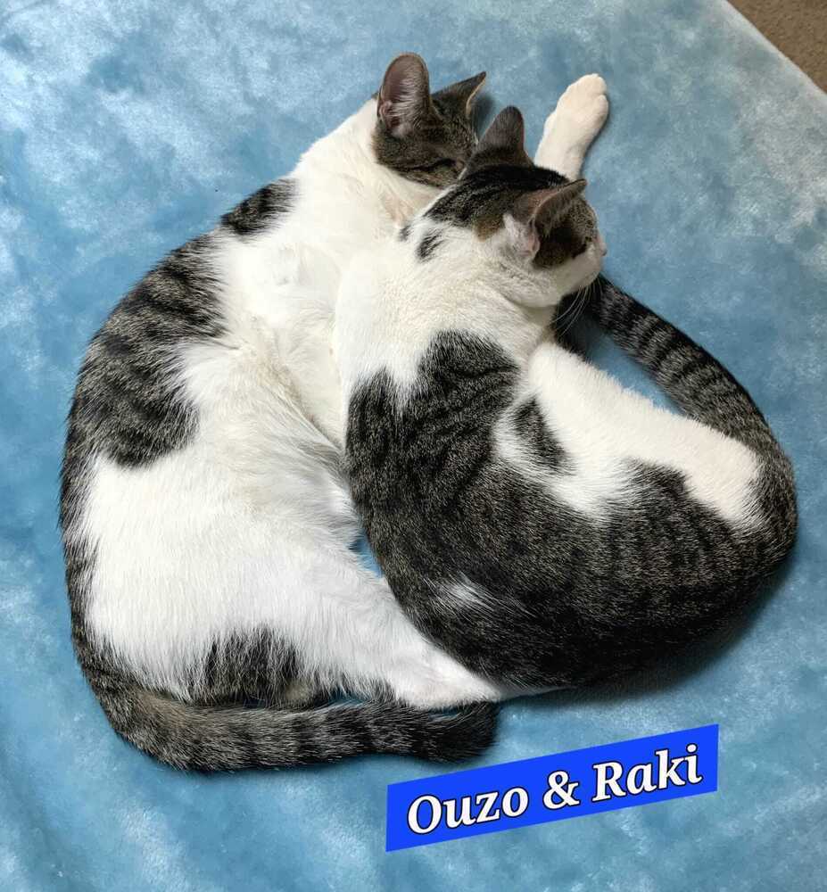 Raki